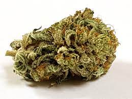 MASTER BUBBA MASTER BUBBA